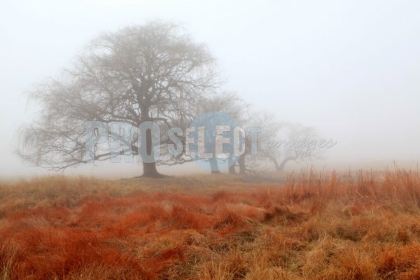 Willow trees in winter | ProSelect-images