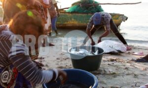 Woman sorting fish | ProSelect-images