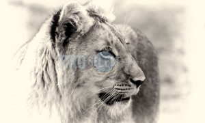 Young Lion Male | ProSelect-images