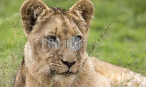 Young male lion | ProSelect-images
