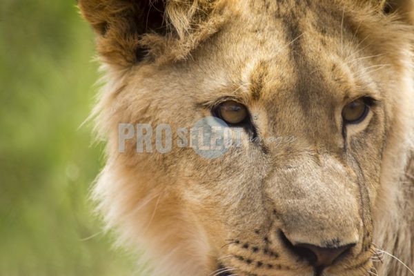 Young Lion face close-up | ProSelect-images