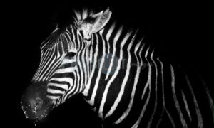 Zebra night profile | ProSelect-images