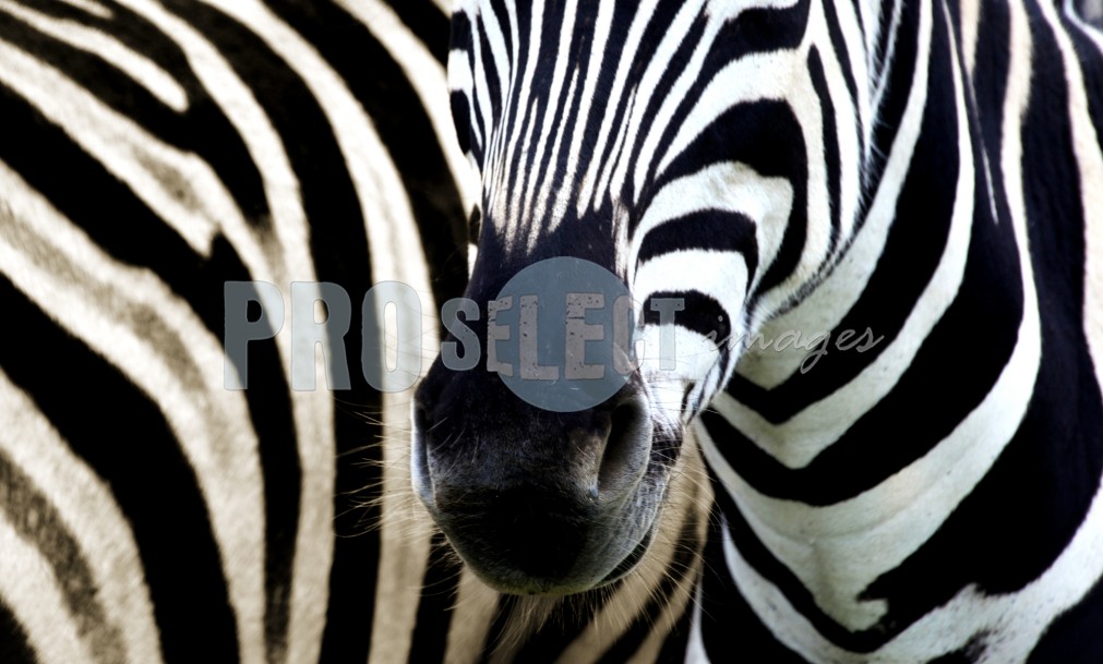 Zebra stripe fly tailspin | ProSelect-images