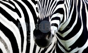 Zebra_black and white | ProSelect-images