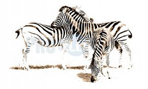 Zebras grooming | ProSelect-images