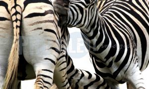 Zebras playing | ProSelect-images